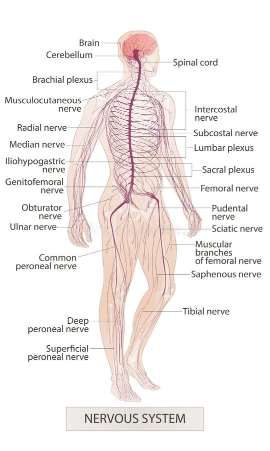 Sistema nervoso Partes do corpo humanas Anatomia do homem A mão afoga a ilustração do esboço do vetor isolada ilustração royalty free