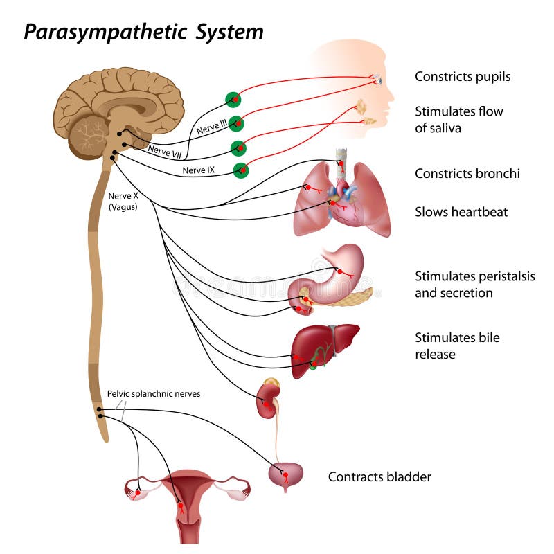 Sistema parasimpático