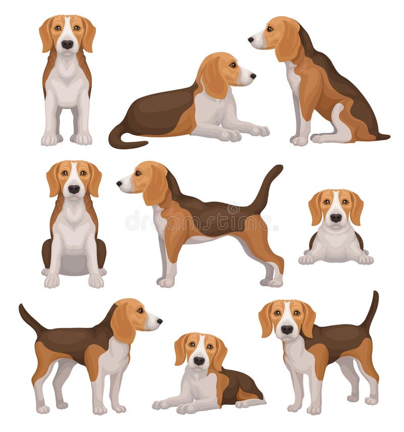 Sistema plano del vector del perro del beagle en diversas actitudes Pequeño perro de caza con la capa marrón-blanca y los oídos l stock de ilustración
