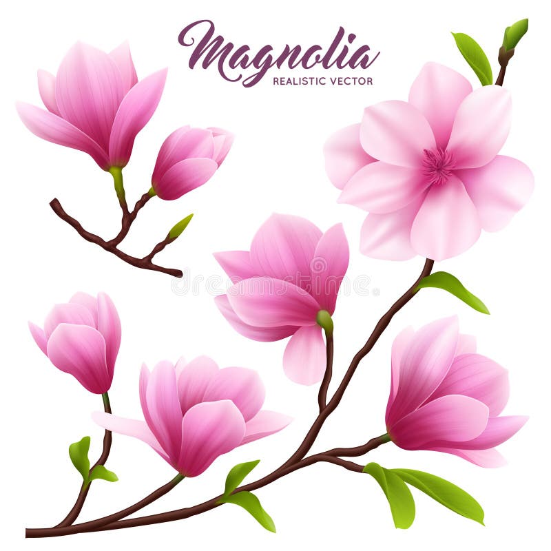 Sistema realista del icono de la flor de la magnolia stock de ilustración Sistema realista del icono de la flor de la magnolia stock de ilustración