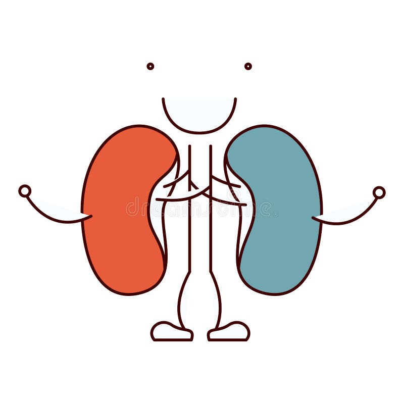 Sistema renal da caricatura do contorno do desenho da mão de seções da cor de corpo humano ilustração do vetor Sistema renal da caricatura do contorno do desenho da mão de seções da cor de corpo humano ilustração do vetor