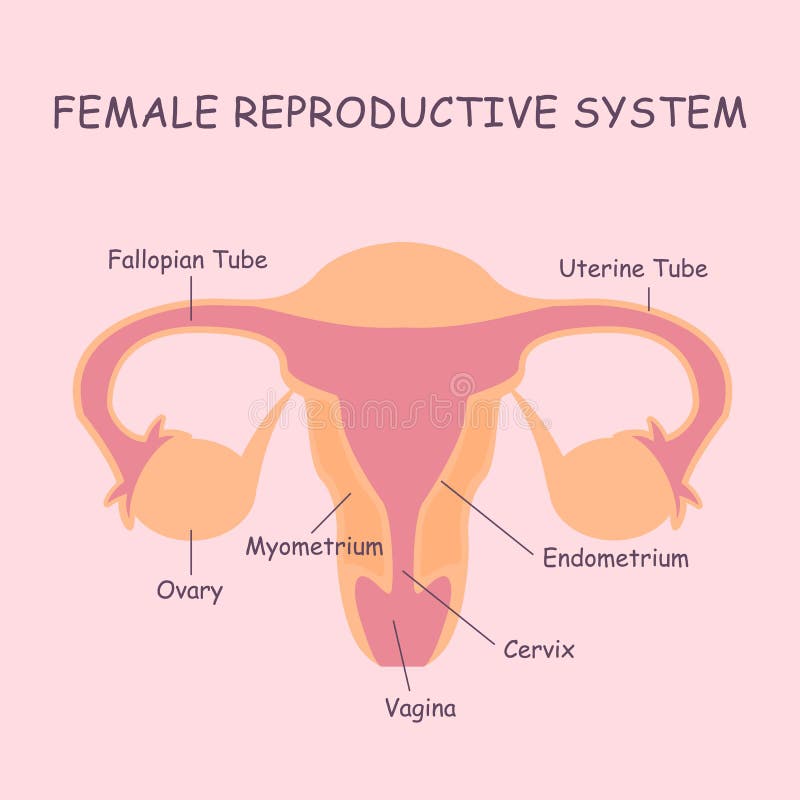 Sistema reproductivo femenino