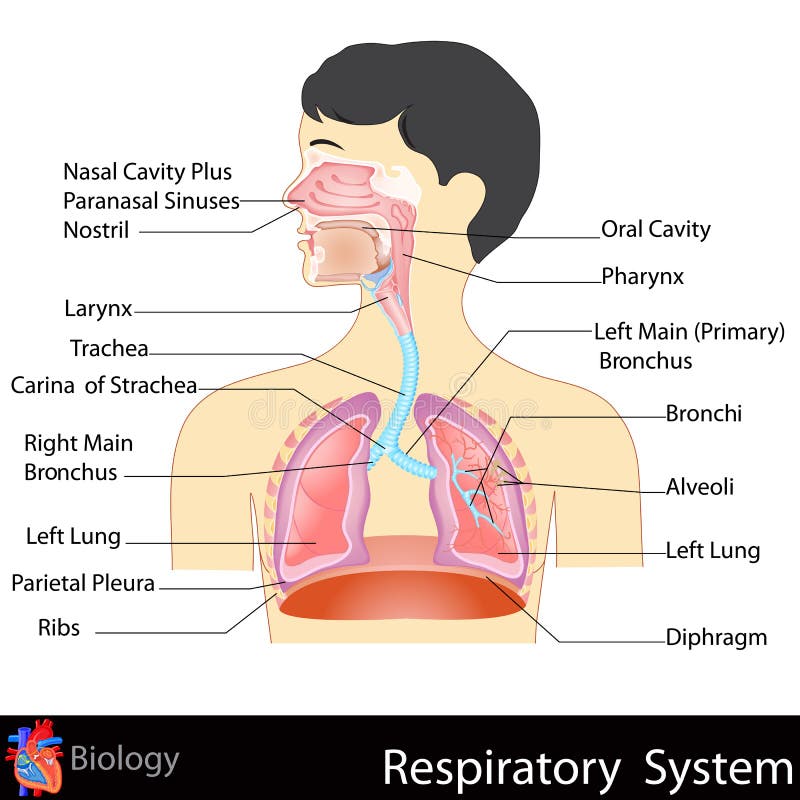 Easy to edit vector illustration of Respiratory System. Easy to edit vector illustration of Respiratory System