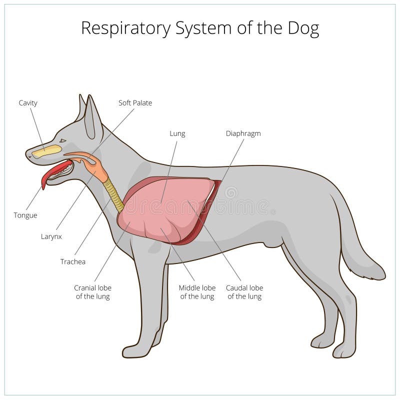 Sistema respiratório da ilustração do vetor do cão ilustração royalty free