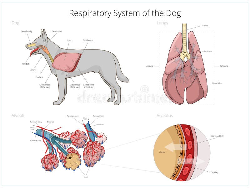 Sistema respiratório da ilustração do vetor do cão ilustração do vetor