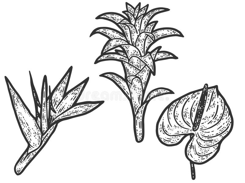 Sistema tropical de las flores. Grabado del ejemplo del vector. Imitación clipboard arañazos del dibujo. libre illustration