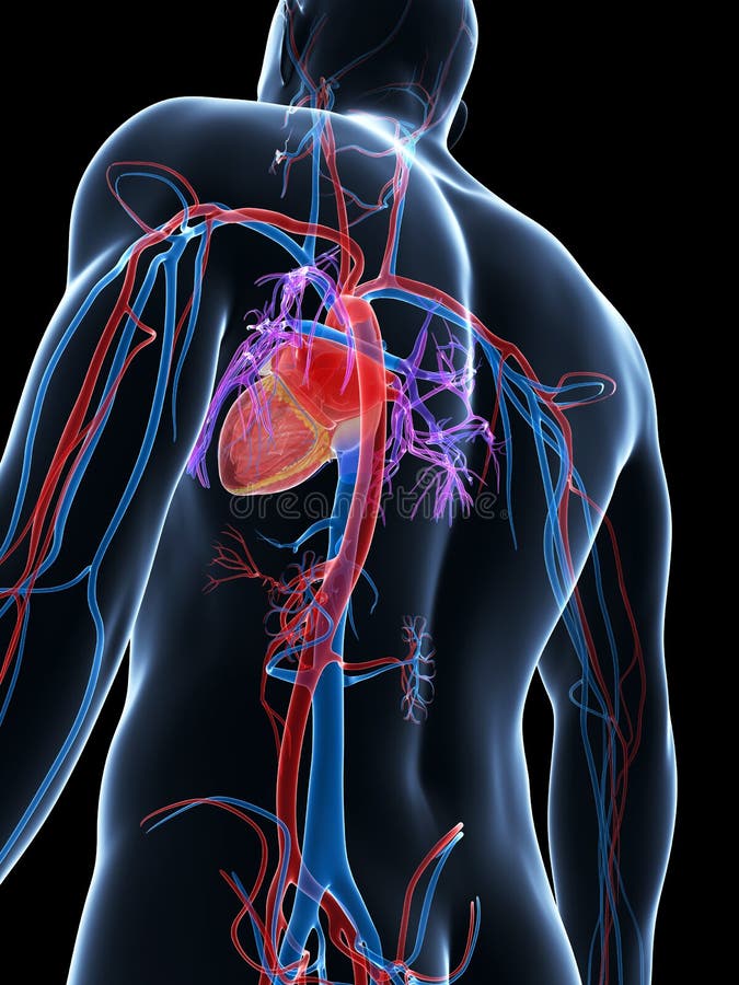 Uomo Di Vruvian - Sistema Vascolare Illustrazione Di Stock