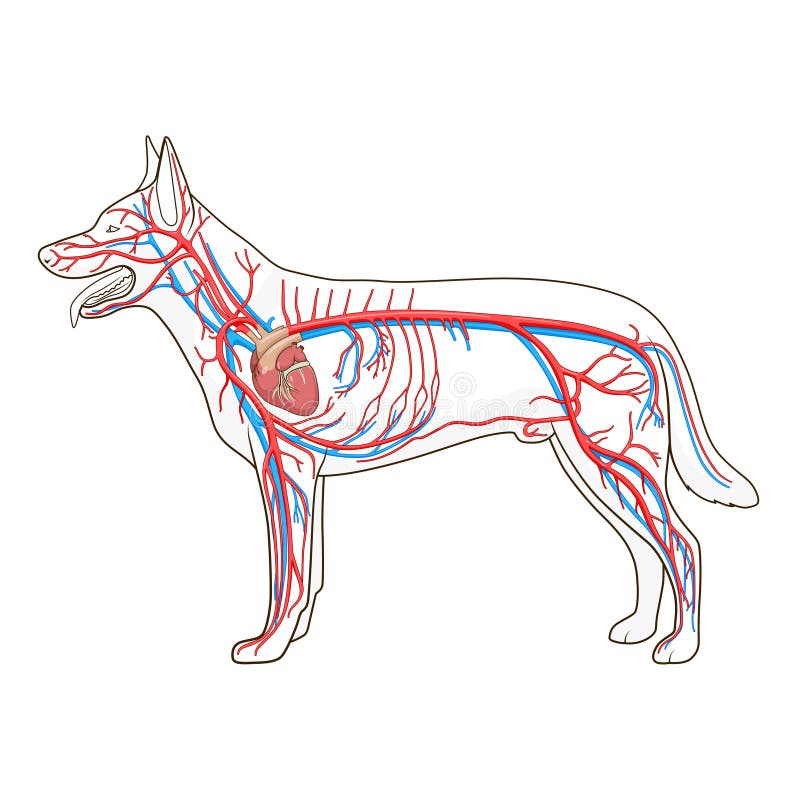 Sistema vascular da ilustração do vetor do cão ilustração do vetor