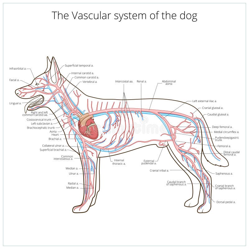 Sistema vascular da ilustração do vetor do cão ilustração royalty free