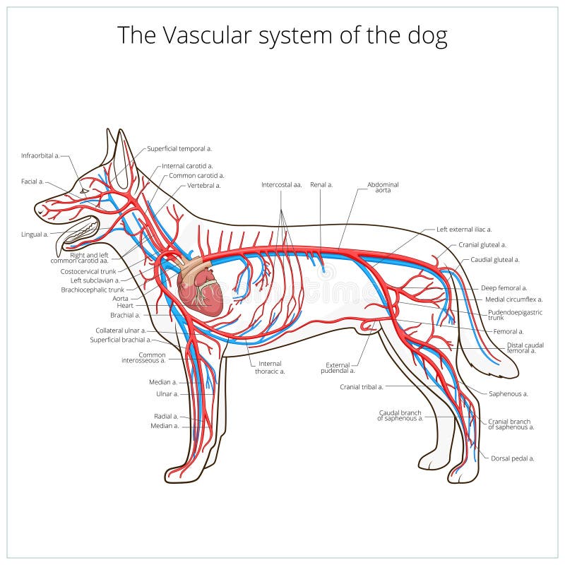 Sistema vascular da ilustração do vetor do cão ilustração royalty free
