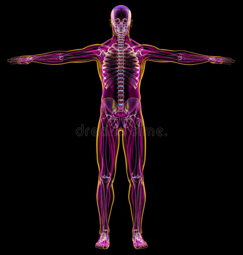 Sistemas Musculares Y Esquel Ticos De La Radiograf A Del Diagrama Del Hombre Stock De