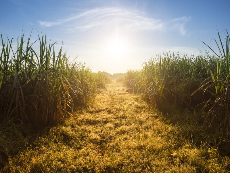 Sistemi all'aperto con il fondo della natura dell'alba di mattina del cielo blu immagine stock libera da diritti Sistemi all'aperto con il fondo della natura dell'alba di mattina del cielo blu immagine stock libera da diritti