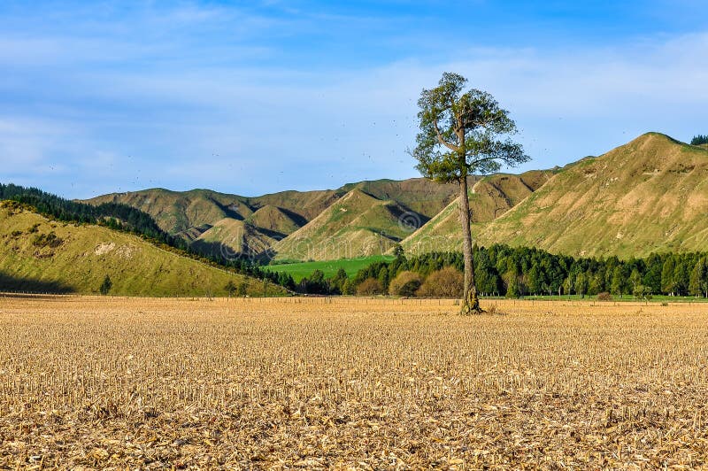 Sistemi con l'albero solo nel parco nazionale di Whanganui, Nuova Zelanda fotografia stock Sistemi con l'albero solo nel parco nazionale di Whanganui, Nuova Zelanda fotografia stock