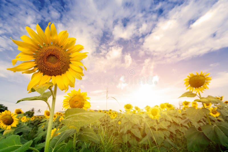 Sistemi i girasoli con la luce del chiarore sull'alba fotografia stock Sistemi i girasoli con la luce del chiarore sull'alba fotografia stock