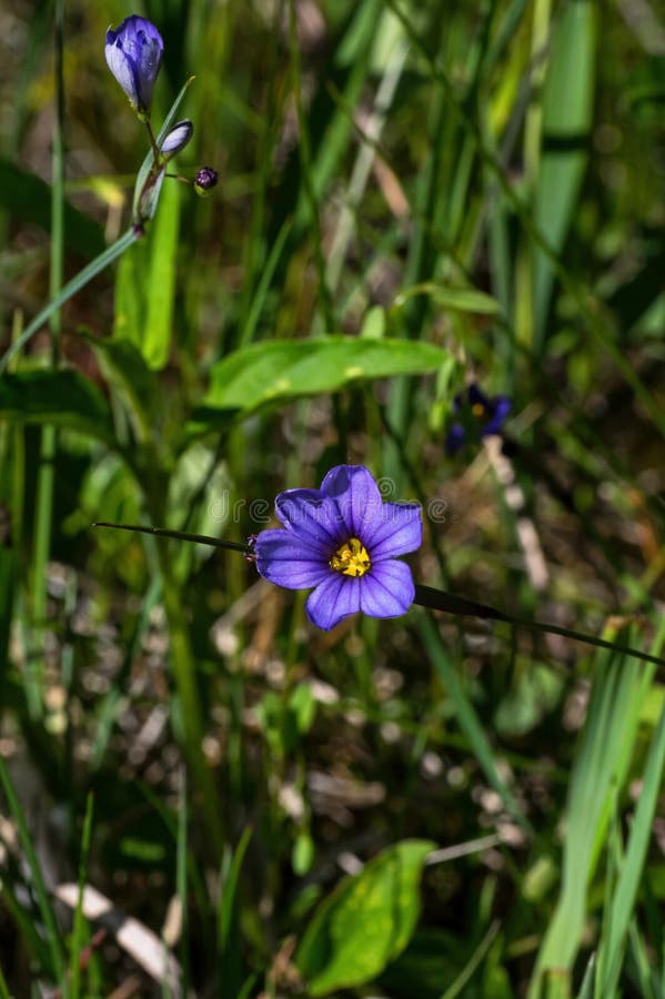 Sisyrinchium Angustifolium, Commonly Known As Narrow-leaf Blue-eyed