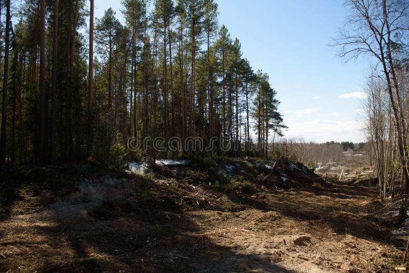 The Site of Deforestation for the Gas Pipeline Stock Image Image of