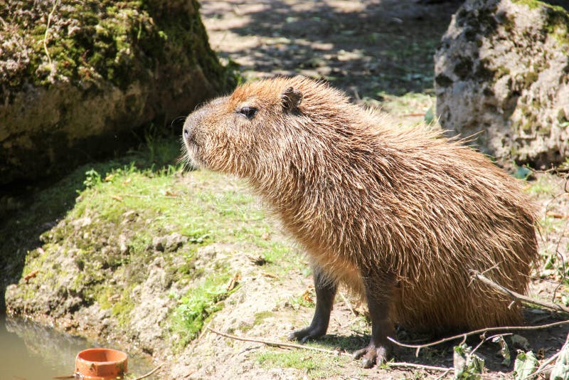 A siting Capybara stock photo. Image of rodent, mammal - 89276250