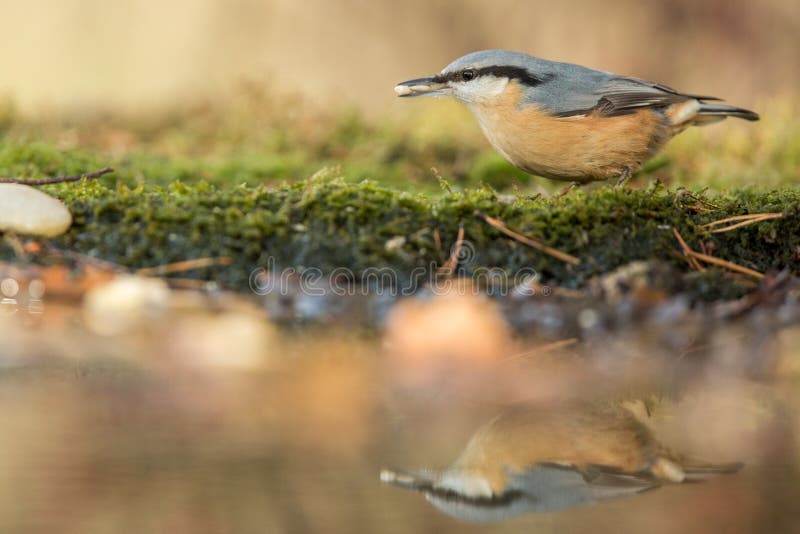 Sitta euroasiatica che si siede sulla riva del lichene dello stagno in foresta con bello bokeh e dei fiori nel fondo immagini stock libere da diritti Sitta euroasiatica che si siede sulla riva del lichene dello stagno in foresta con bello bokeh e dei fiori nel fondo immagini stock libere da diritti