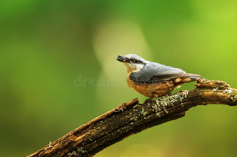 Sitta europaea nuthatch de europa sostiene un grano en su pico. Neurasia nuthatch sitta europaea corriendo en el tronco de un árbol