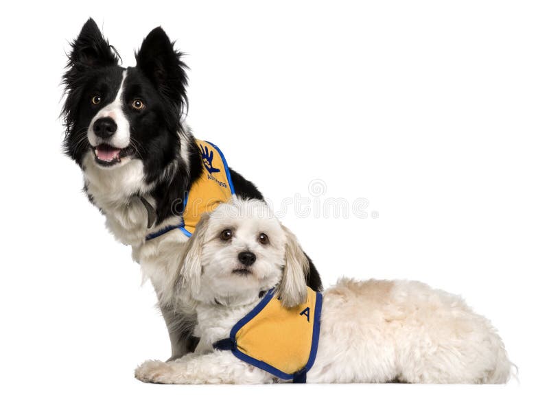 sitta för de för coton för kantcollie som är tulear royaltyfria foton sitta för de för coton för kantcollie som är tulear royaltyfria foton