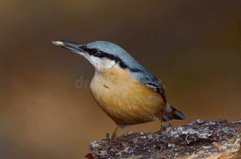 sitta nuthatch europaea птицы стоковое фото sitta nuthatch europaea птицы стоковое фото
