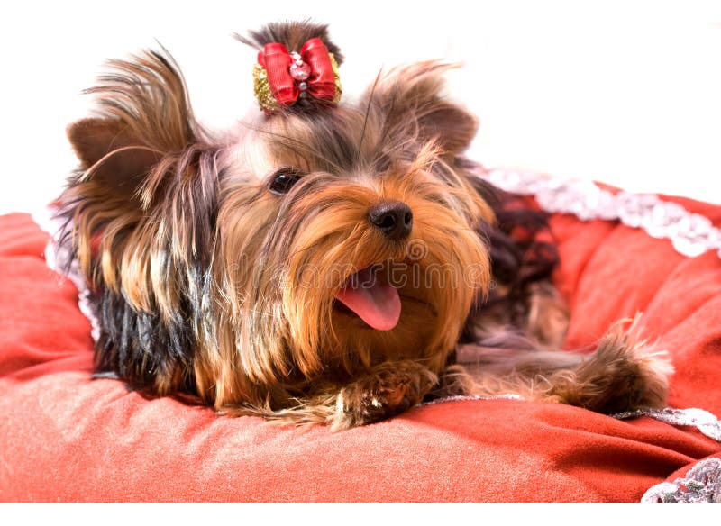 sittande terrier yorkshire arkivbilder sittande terrier yorkshire arkivbilder