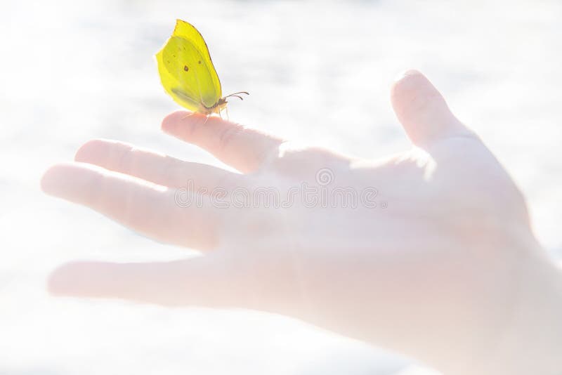 Sitter den gula fjärilen för den första våren i stillhet på ett öppet barns hand på ett pekfinger arkivfoton Sitter den gula fjärilen för den första våren i stillhet på ett öppet barns hand på ett pekfinger arkivfoton