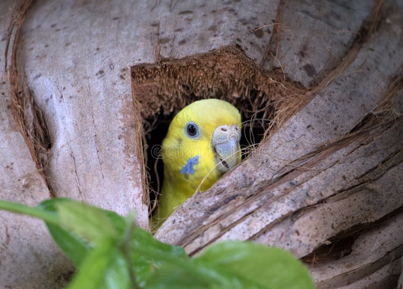 Parakeet peeks out of her nest in the coconut. The parrot looks out of the hole in the coconut. Parakeet peeks out of her nest in the coconut. The parrot looks out of the hole in the coconut.