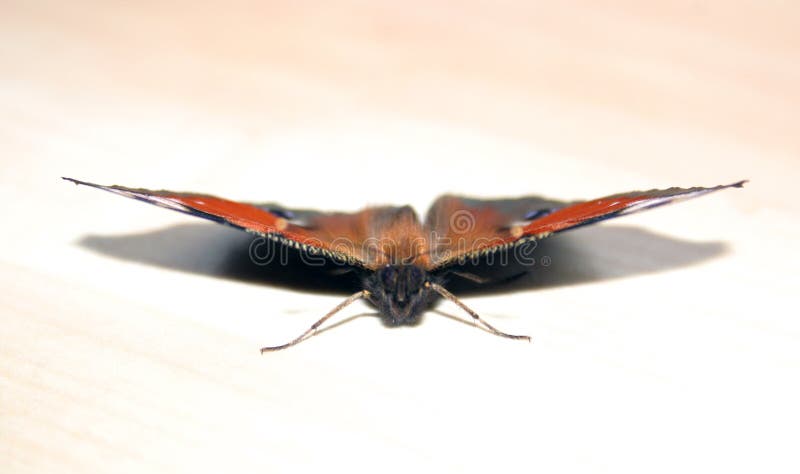 Download Sitting butterfly stock photo. Image of zoom, white, moment - 110916