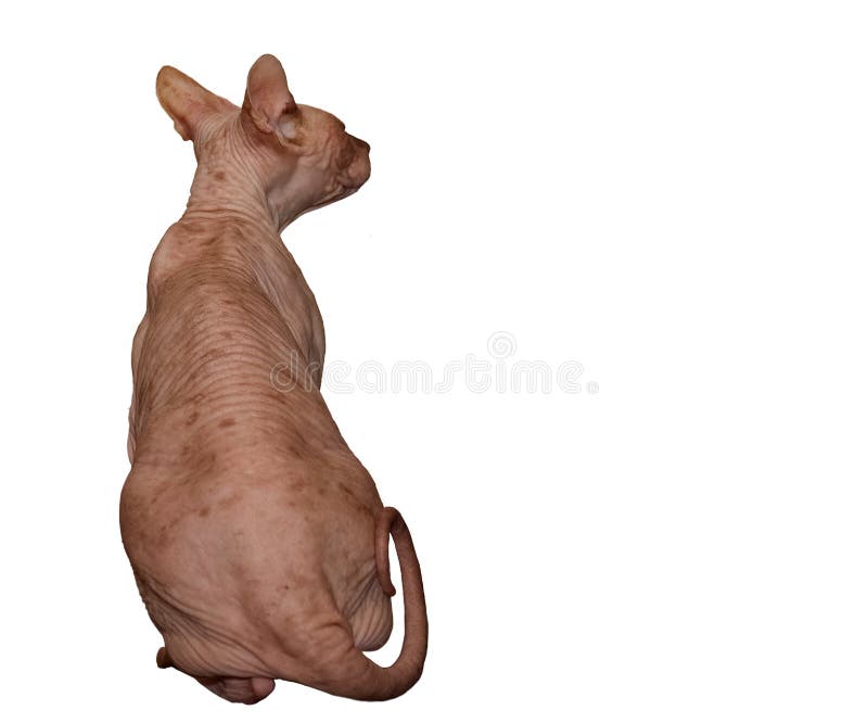 Sitting Cat without Hair - Sphinx Back View Stock Photo - Image of hairless, lined: 226876820 Sitting Cat without Hair - Sphinx Back View Stock Photo - Image of hairless, lined: 226876820