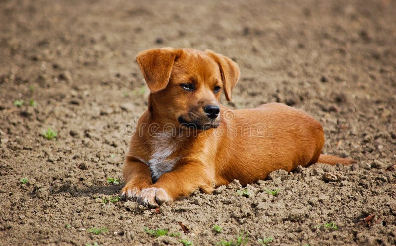 Sitting Dog Royalty Free Stock Images - Image: 13814719