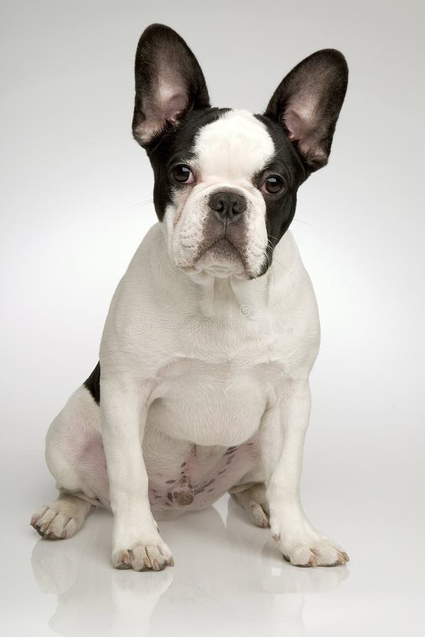 Sitting french bulldog stock image. Image of studio, nice - 3726885