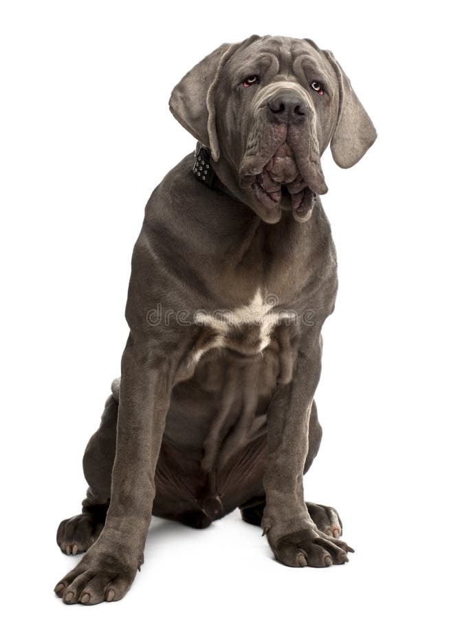 Neapolitan Mastiff puppy, 6 months old, sitting in front of white background. Neapolitan Mastiff puppy, 6 months old, sitting in front of white background