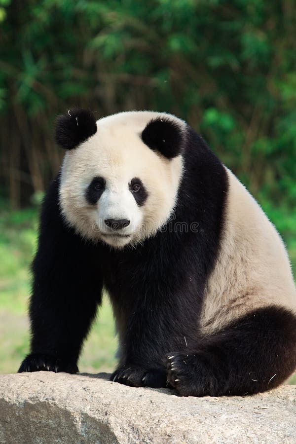 A giant panda is sitting on a rock.The giant panda has been living on Earth for at least 8 million years and is known as a "living fossil" and "national treasure of China", also known as a national animal. It is the ambassador of the World Wildlife Fund and the flagship species of biodiversity conservation in the world.The giant panda is an endemic species in China, mainly inhabiting the mountainous areas of Sichuan, Shaanxi, and Gansu.