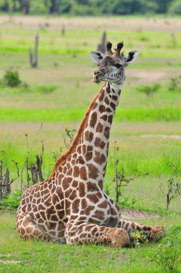 Sitting Giraffe