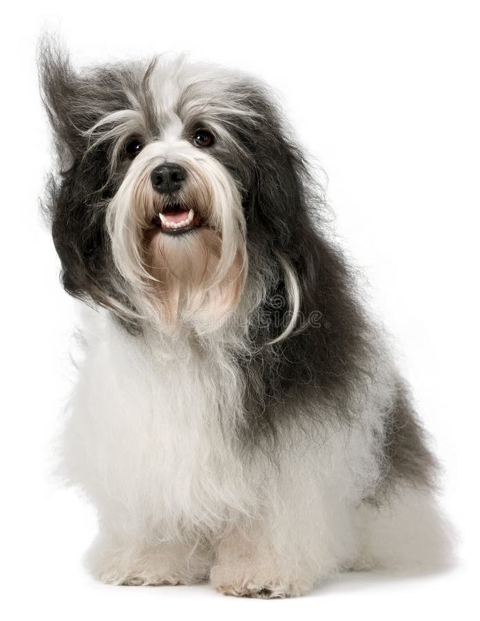 Sitting havanese dog stock image. Image of hair, purebred 18154969