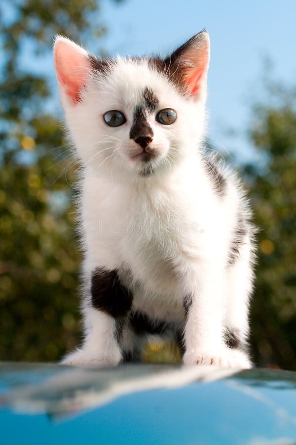 Sitting kitten on car