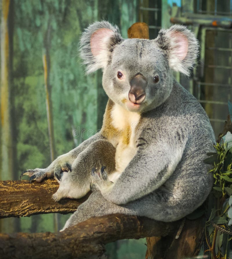 Sitting Koala, Madrid, Spain Stock Image Image of watching, beautiful