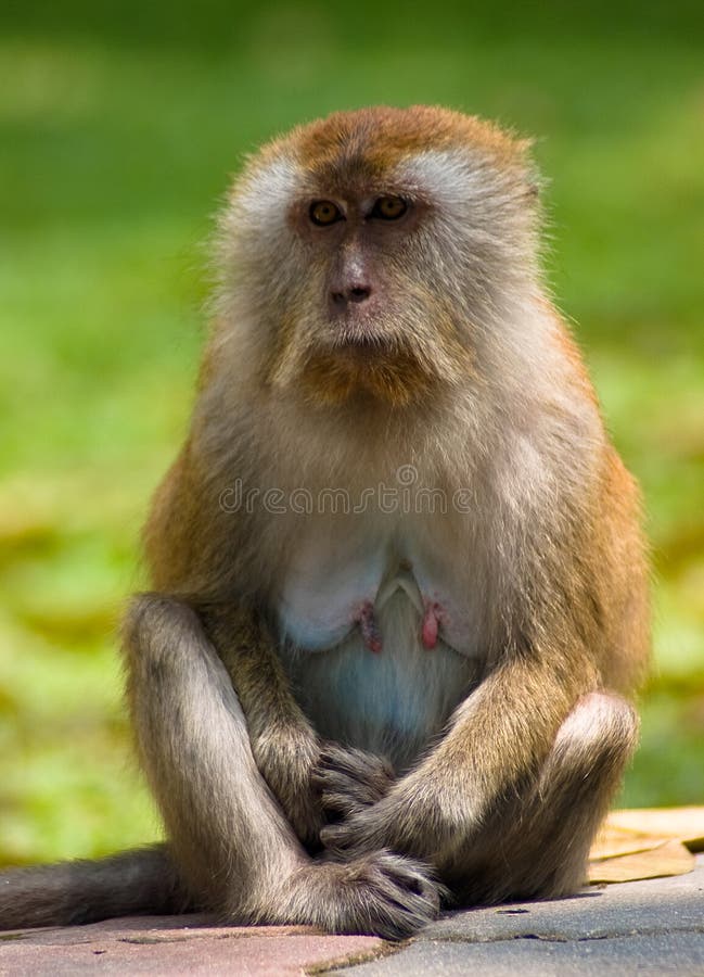 Sitting Monkey