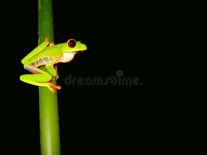 Sitting red eyed tree frog