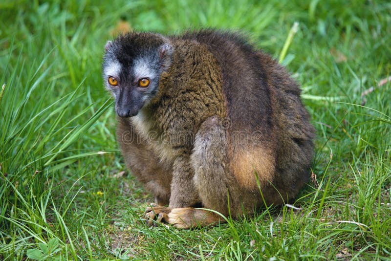 Sitting Red-fronted lemur, Eulemur rufifrons royalty free stock images Sitting Red-fronted lemur, Eulemur rufifrons royalty free stock images