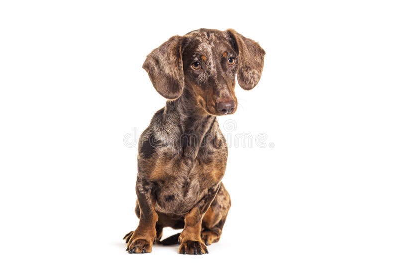 Sitting Red Merle Dachshund, Isolated on White Stock Photo Image of