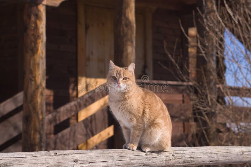 Sitting red tabby cat