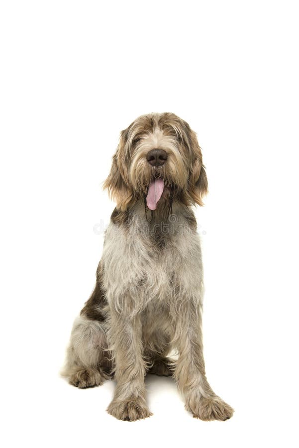 Sitting Spinone Italiano dog seen from the front looking at the camera with its tongue sticking out on a white background