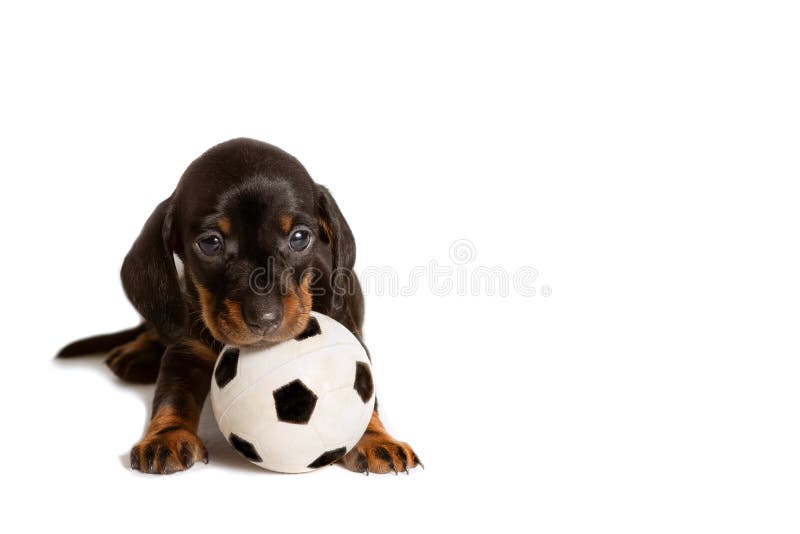 Situación adorable del perro basset del perro de perrito con la bola del juguete del fútbol aislada en el fondo blanco fotos de archivo libres de regalías Situación adorable del perro basset del perro de perrito con la bola del juguete del fútbol aislada en el fondo blanco fotos de archivo libres de regalías