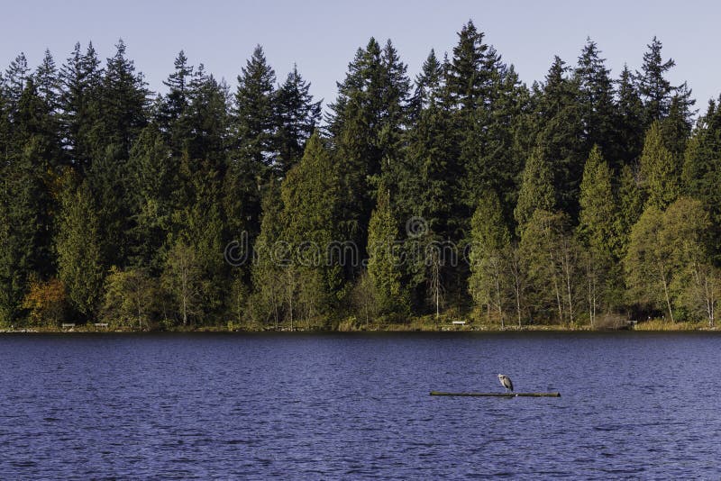 Situación azul de la garza en una laguna perdida de la clave fotografía de archivo libre de regalías Situación azul de la garza en una laguna perdida de la clave fotografía de archivo libre de regalías