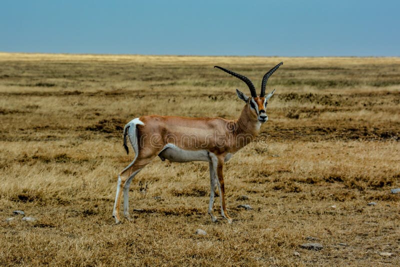 Situación de Grant Gazelle en la gran extensión de la sabana de Serengeti fotografía de archivo Situación de Grant Gazelle en la gran extensión de la sabana de Serengeti fotografía de archivo