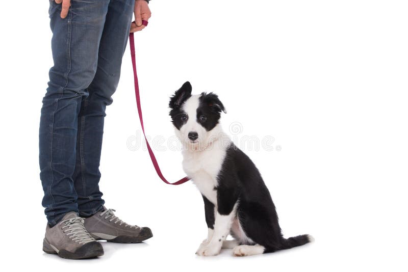 border collie leash training