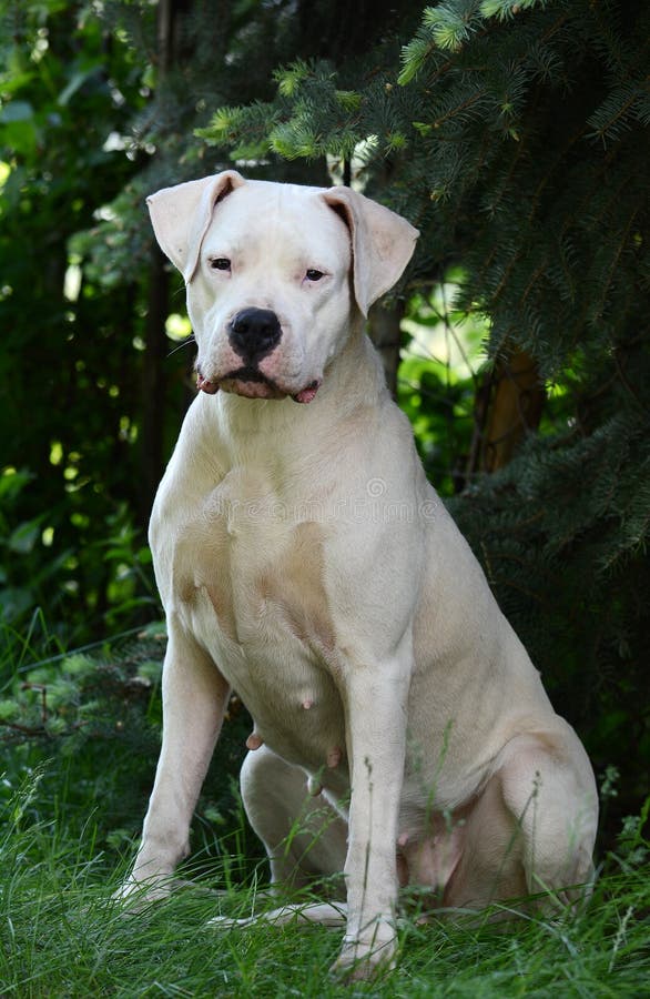 Argentinischer Hund/Dogo Argentino Stockbild Bild von portrait, tiere
