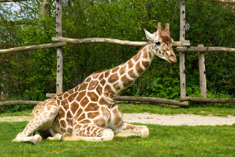 Sitzende Giraffe Fotos Kostenlose Und Royalty Free Stock Fotos Von Dreamstime
